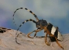 Arctolamia fasciata f